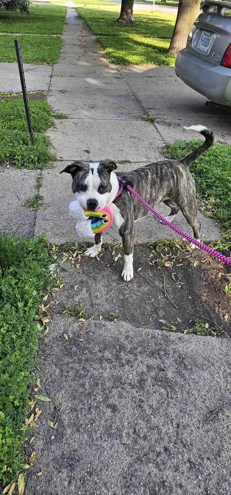 Enlarge AC Missy, a Adoptable mixed breed in Fremont, NE image 5/6