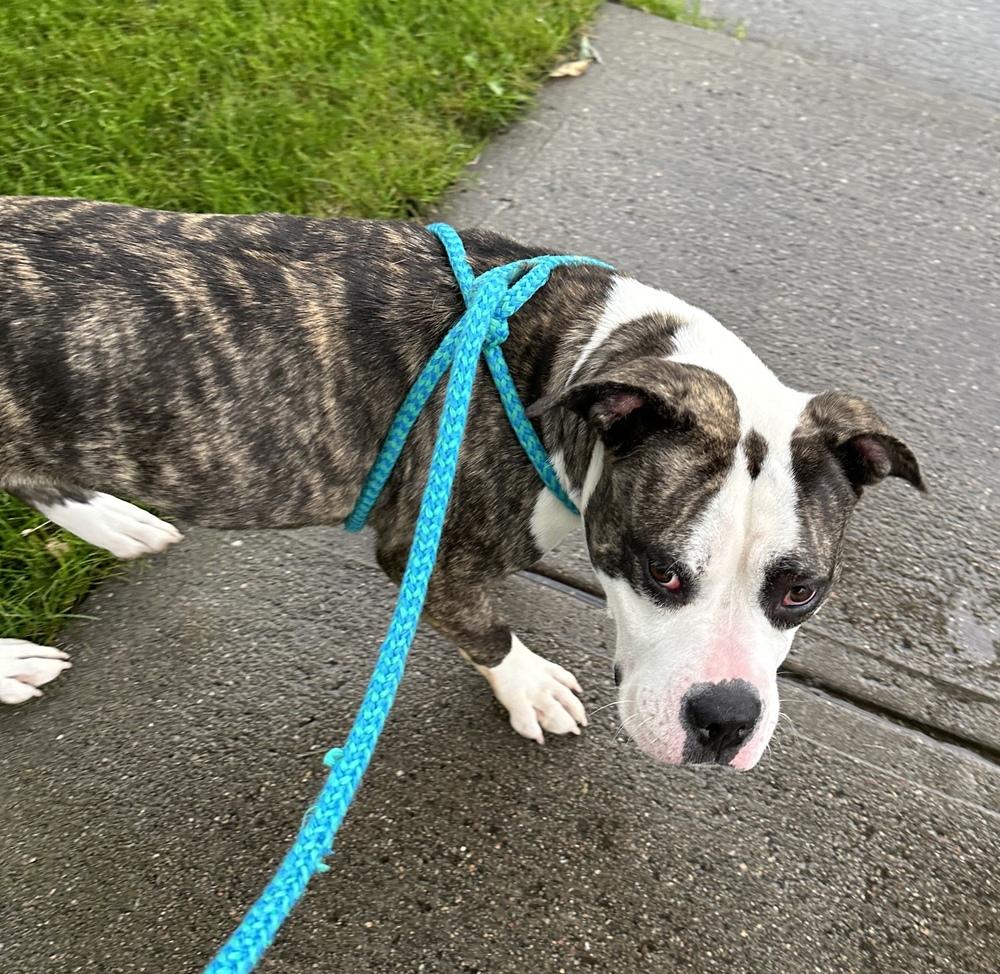 Enlarge AC Missy, a Adoptable mixed breed in Fremont, NE image 6/6