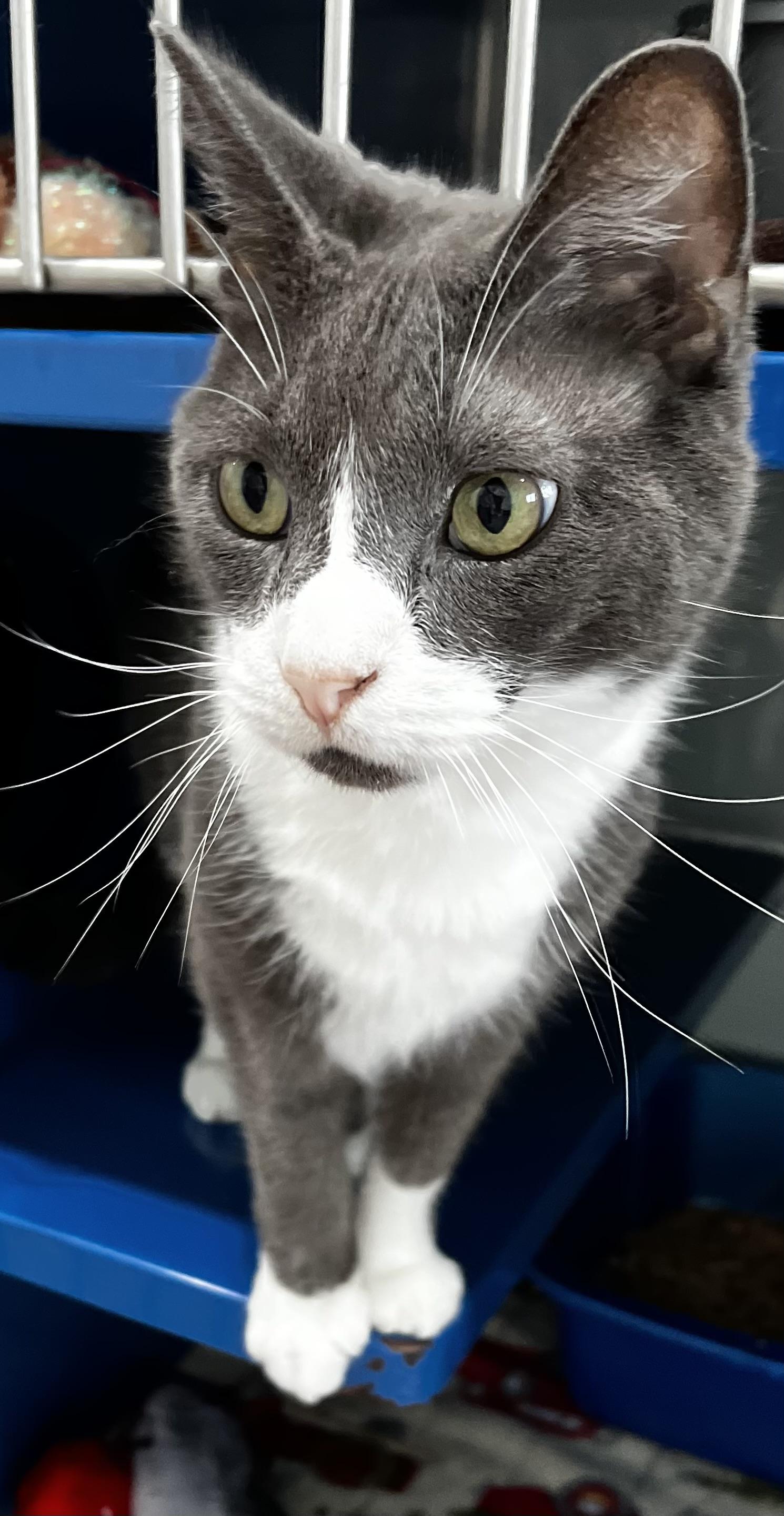 Jeremy, an adoptable Domestic Short Hair in Sault Sainte Marie, MI, 49783 | Photo Image 2