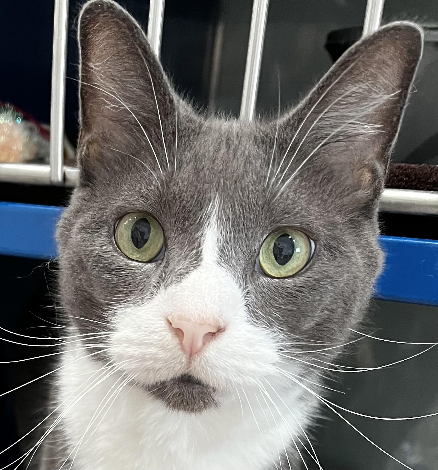 Jeremy, an adoptable Domestic Short Hair in Sault Sainte Marie, MI, 49783 | Photo Image 3