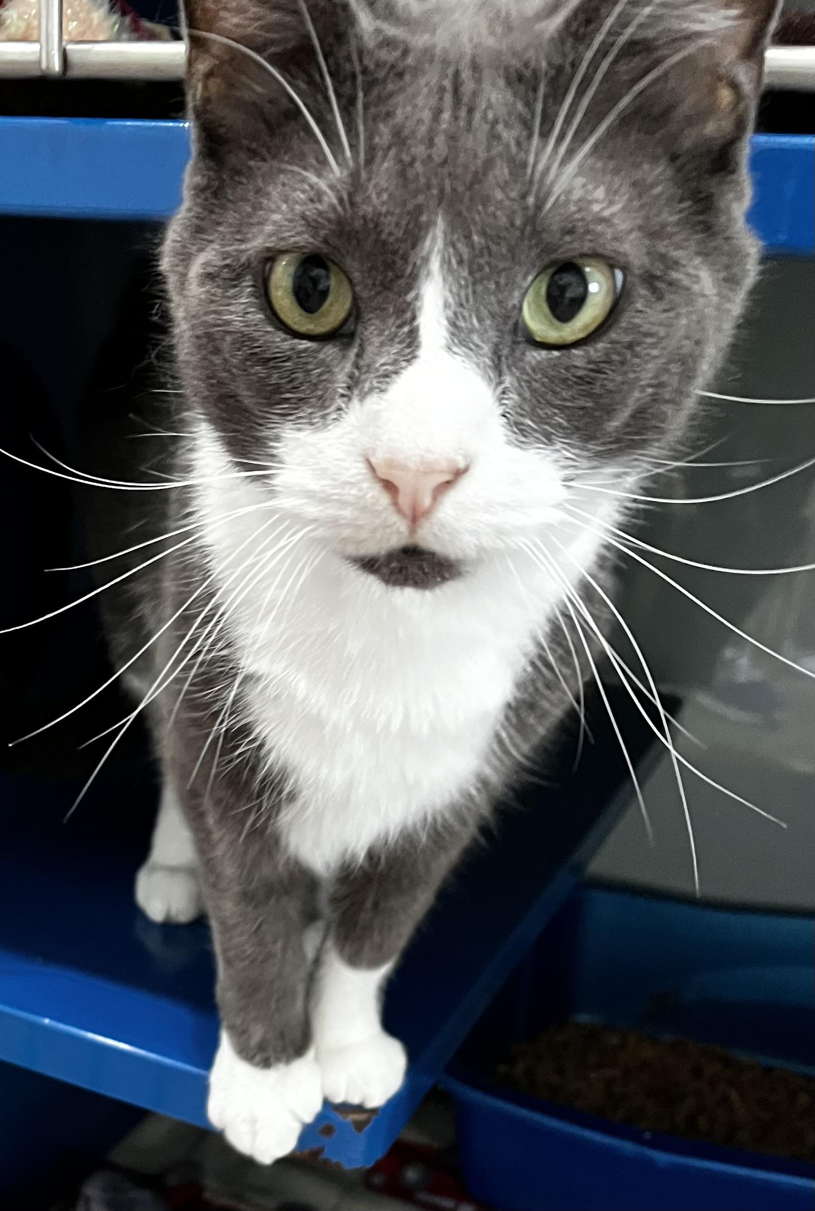 Jeremy, an adoptable Domestic Short Hair in Sault Sainte Marie, MI, 49783 | Photo Image 4