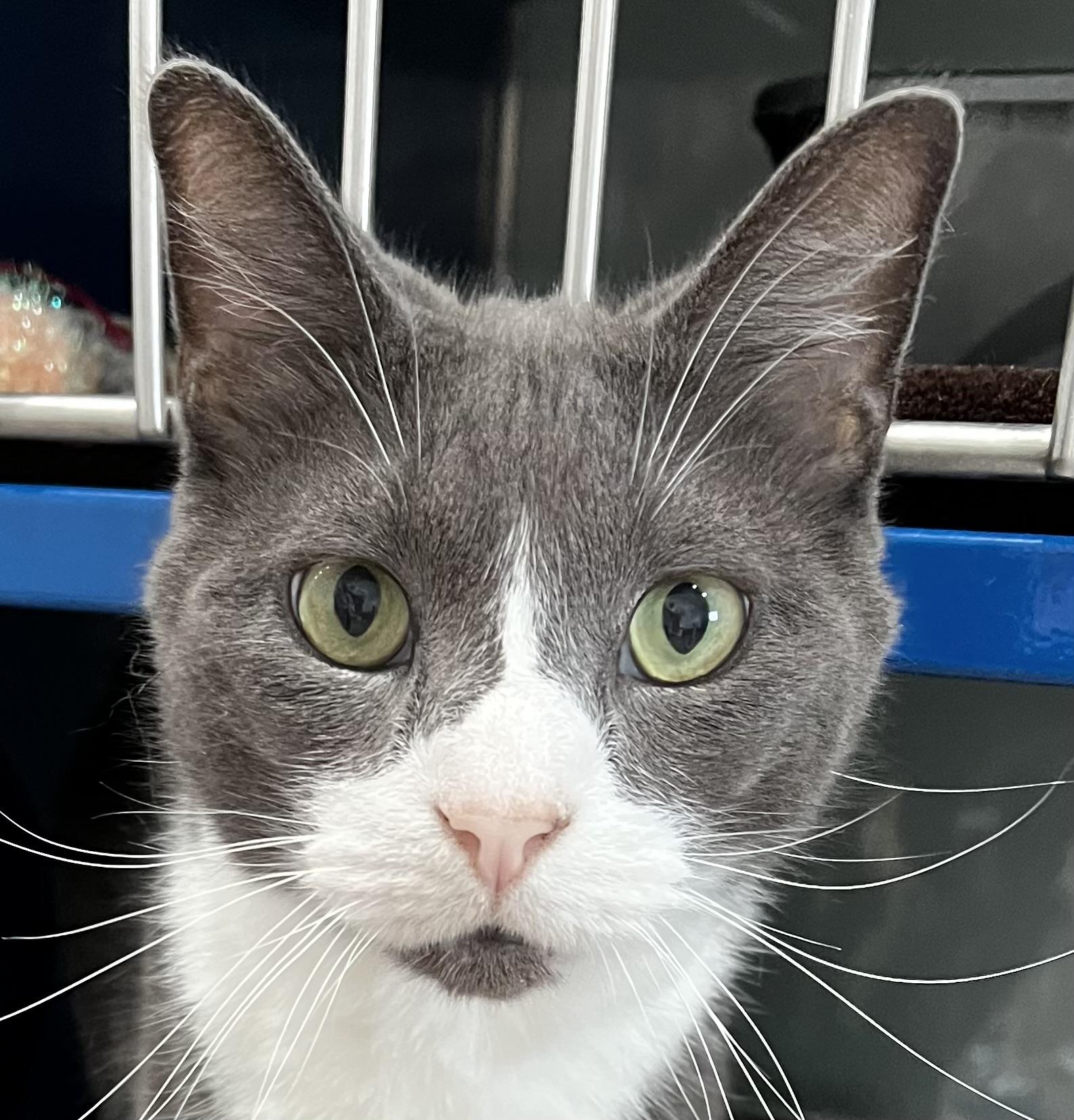Jeremy, an adoptable Domestic Short Hair in Sault Sainte Marie, MI, 49783 | Photo Image 1