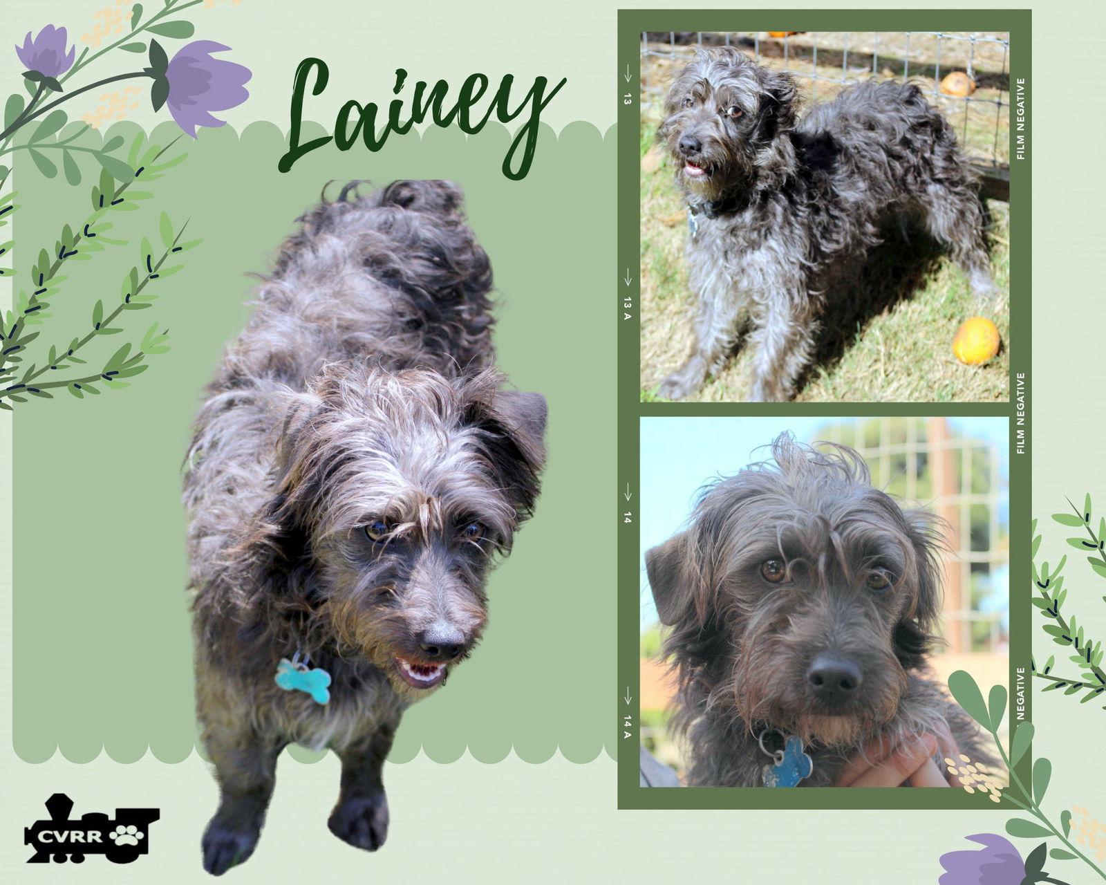 Lainey, Adopted, Adult Female Schnauzer & Poodle.