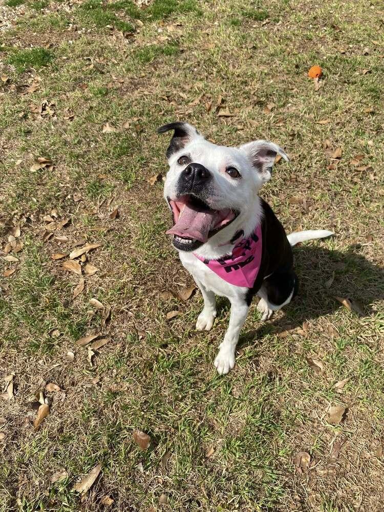 Enlarge Luna, a Adoptable mixed breed in Scott, LA image 1/6