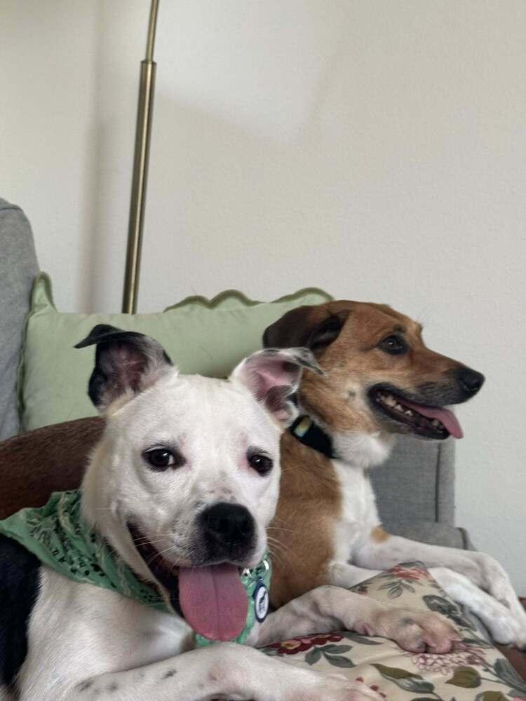 Luna, Adoptable, Adult Female Mixed Breed.