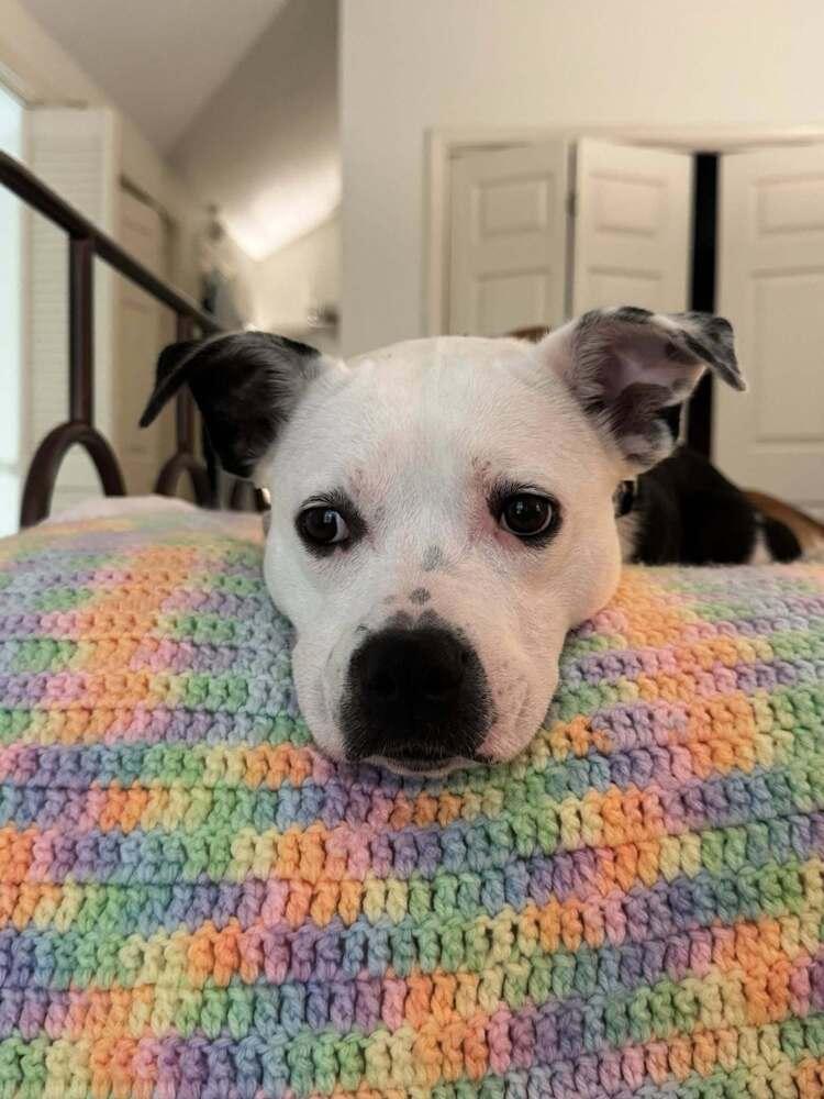 Luna, a Adoptable mixed breed in Scott, LA image 2/6