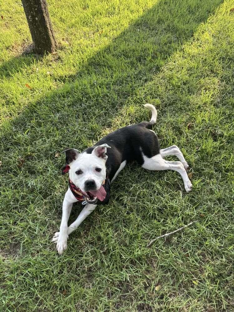 Luna, a Adoptable mixed breed in Scott, LA image 3/6