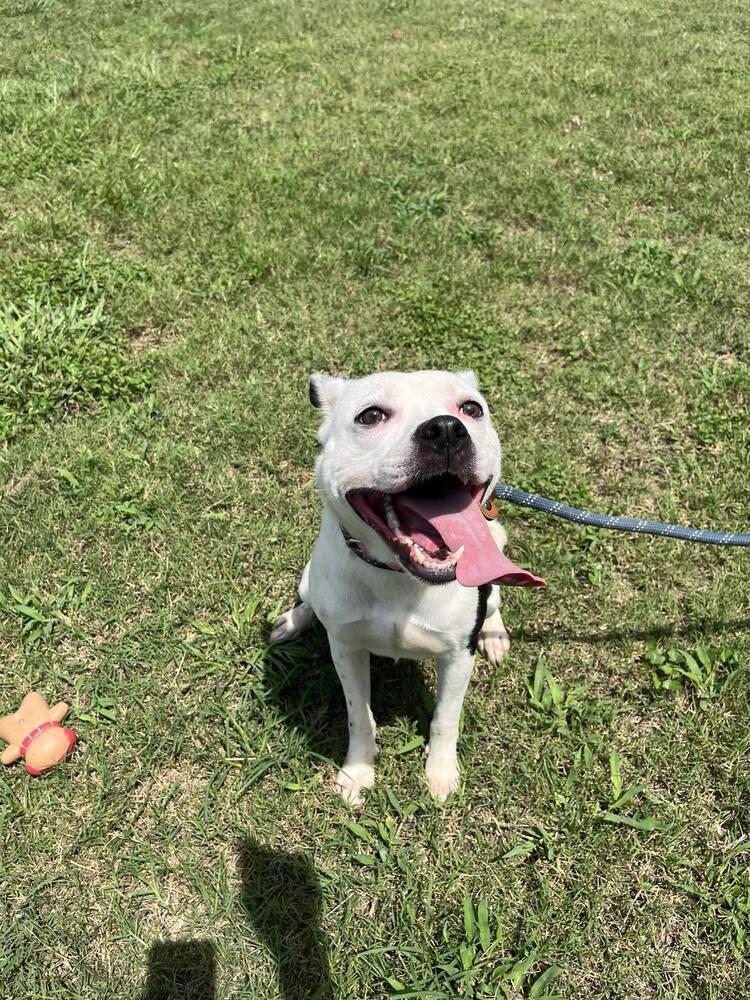 Luna, a Adoptable mixed breed in Scott, LA image 4/6