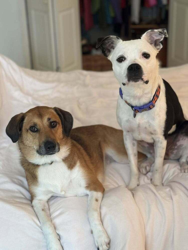 Luna, a Adoptable mixed breed in Scott, LA image 5/6