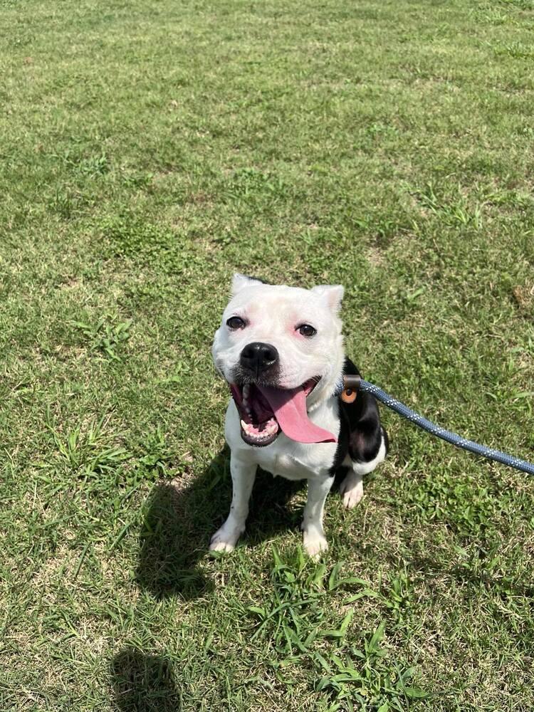 Luna, a Adoptable mixed breed in Scott, LA image 6/6