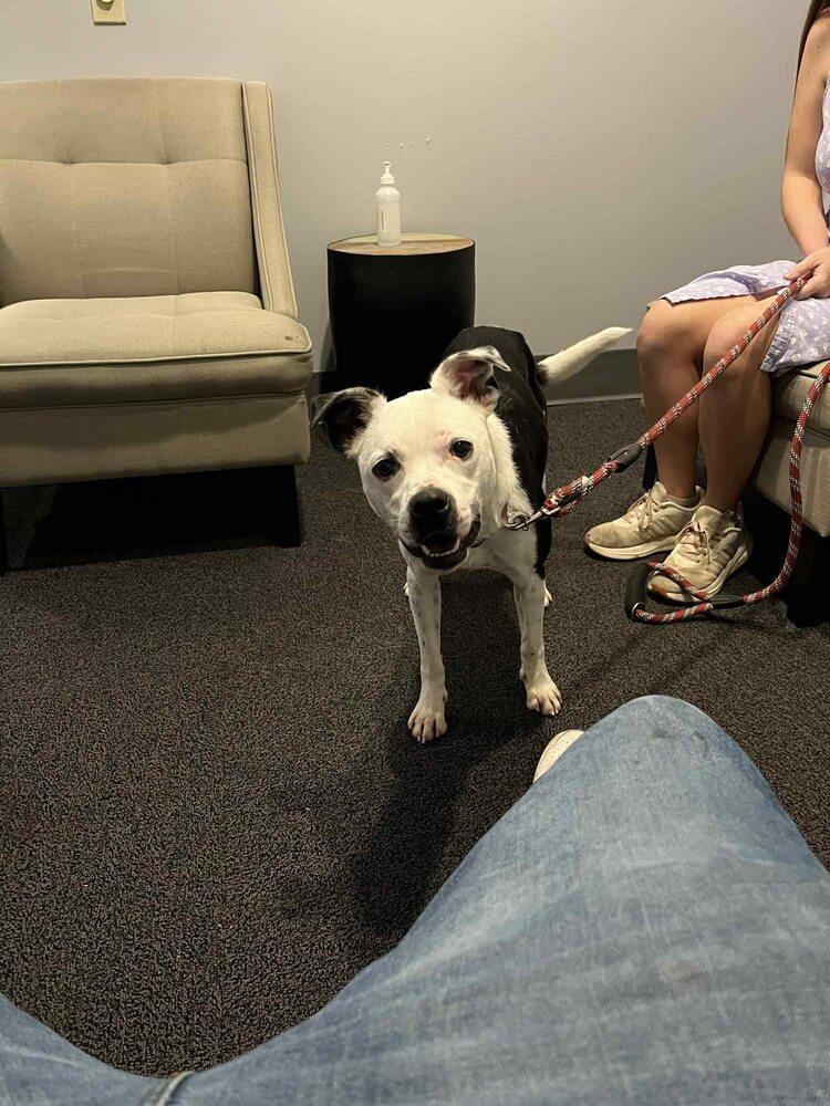 Enlarge Luna, a Adoptable mixed breed in Scott, LA image 6/6