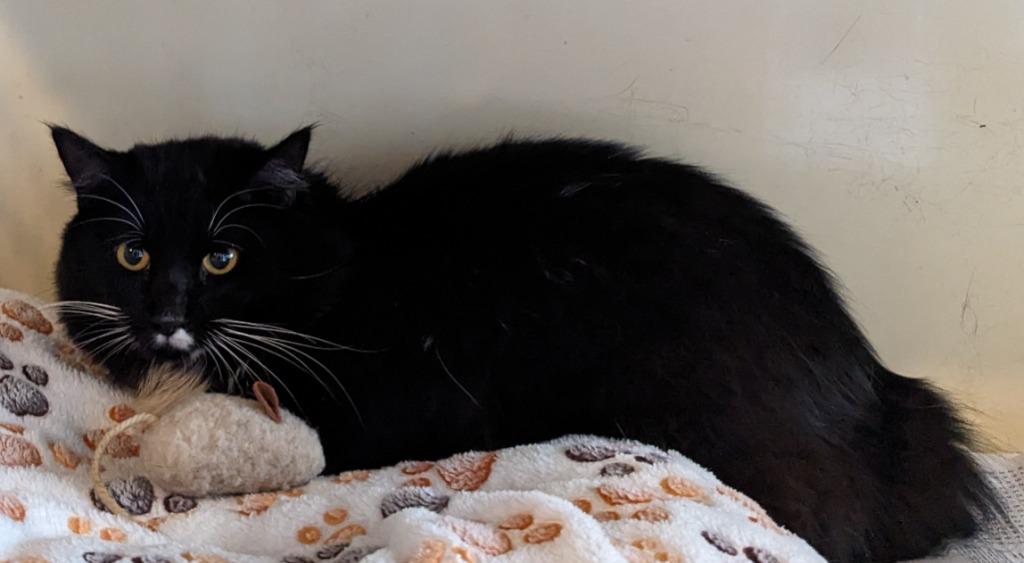 Enlarge Tux, a Adoptable mixed breed in St. Augustine, FL image 1/2