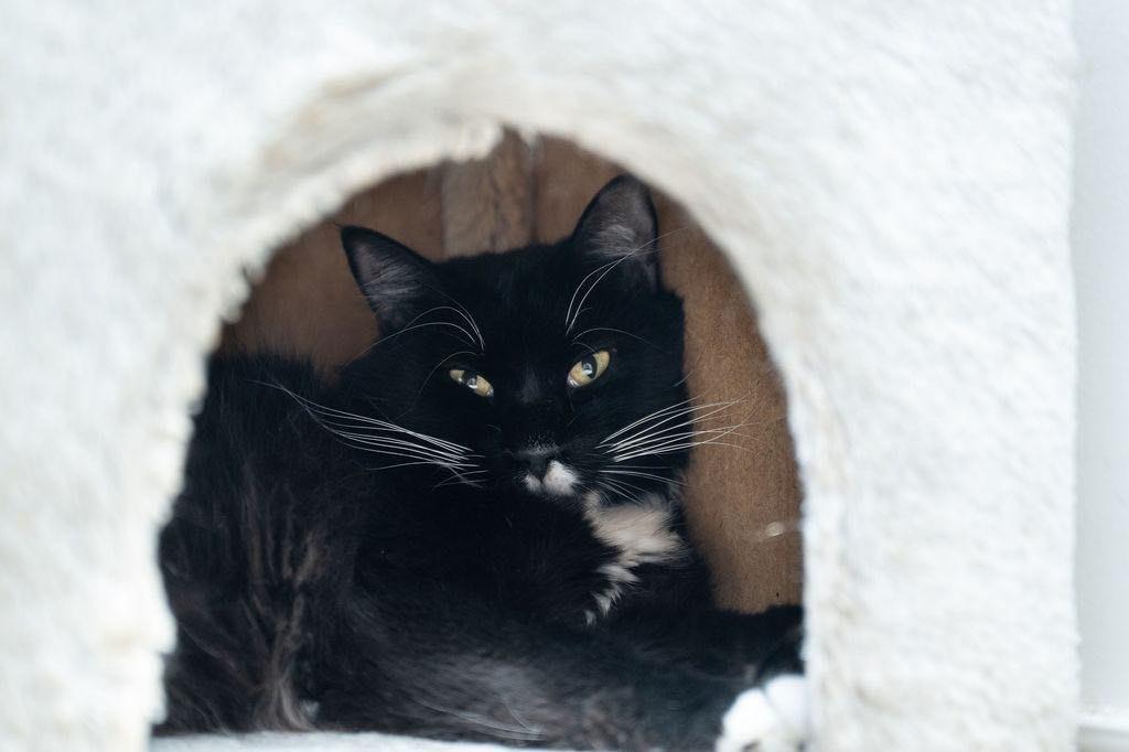 Enlarge Tux, a Adoptable mixed breed in St. Augustine, FL image 2/2