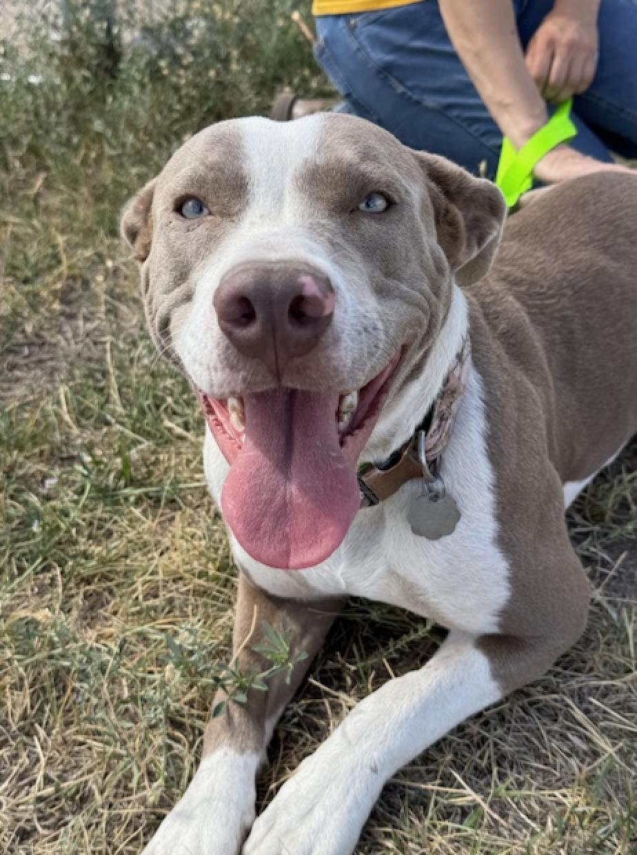 Boots, an adoptable American Staffordshire Terrier in Riverton, WY, 82501 | Photo Image 1