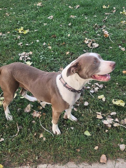 Boots, an adoptable American Staffordshire Terrier in Riverton, WY, 82501 | Photo Image 5