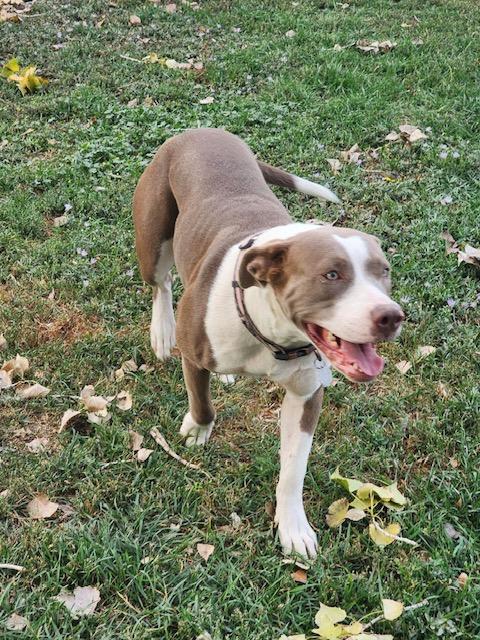 Boots, an adoptable American Staffordshire Terrier in Riverton, WY, 82501 | Photo Image 4