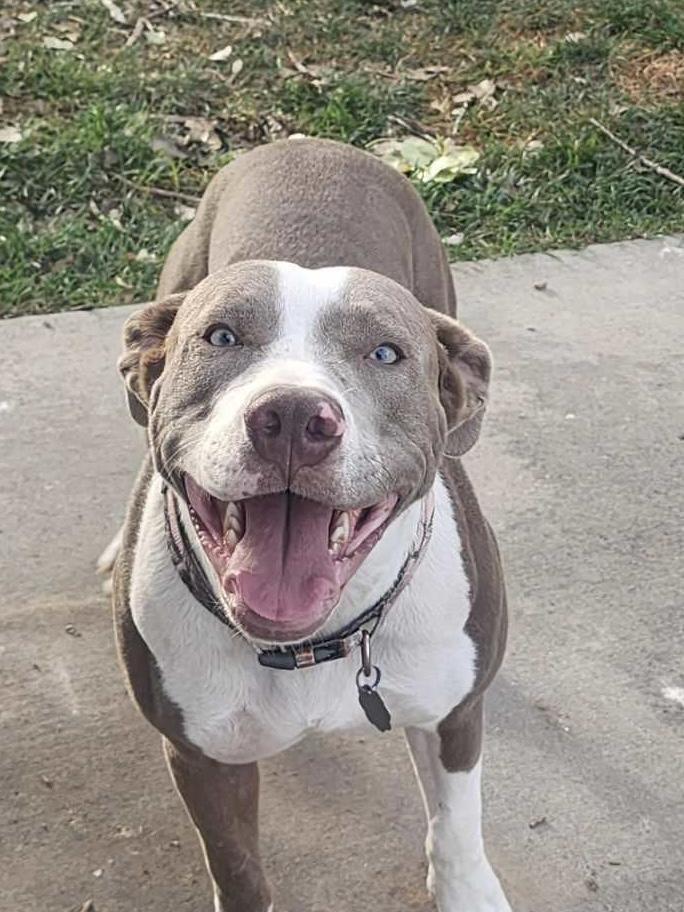 Boots, an adoptable American Staffordshire Terrier in Riverton, WY, 82501 | Photo Image 3