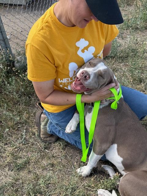 Boots, an adoptable American Staffordshire Terrier in Riverton, WY, 82501 | Photo Image 2
