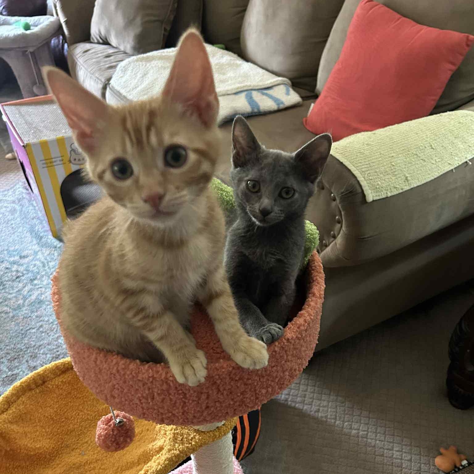 Enlarge Luna, a Adopted mixed breed in Readyville, TN image 2/2