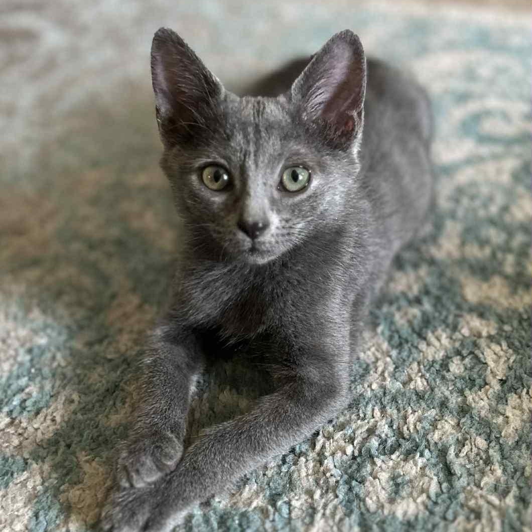 Luna, Adopted, Young Female American Shorthair & Russian Blue.