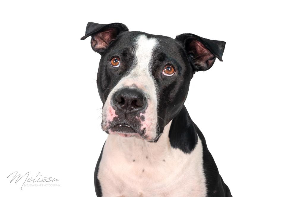 Moo Moo, Adoptable, Adult Male American Staffordshire Terrier & American Staffordshire Terrier.