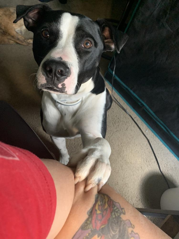 Enlarge Moo Moo, a Adoptable mixed breed in Orlando, FL image 3/6