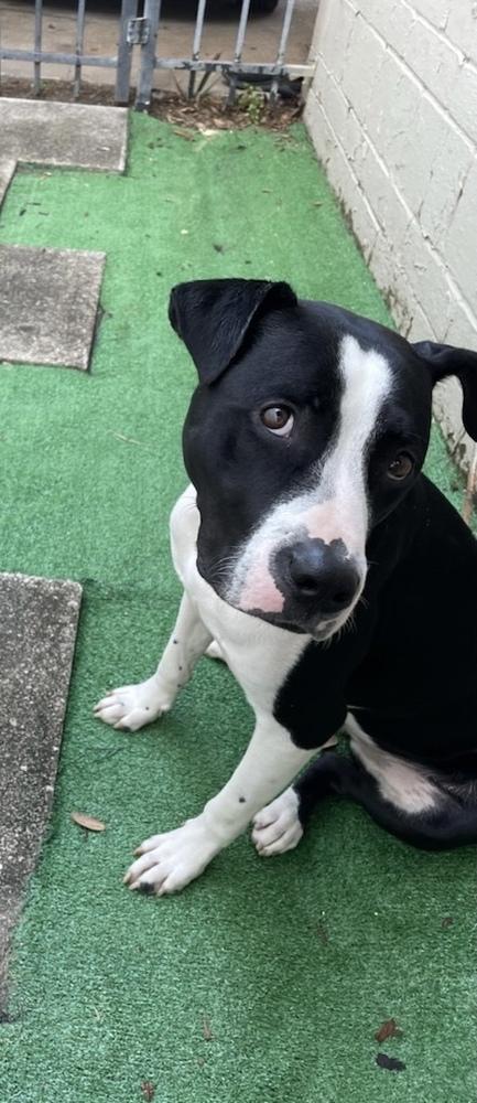 Enlarge Moo Moo, a Adoptable mixed breed in Orlando, FL image 4/6