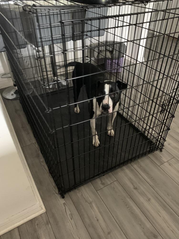 Enlarge Moo Moo, a Adoptable mixed breed in Orlando, FL image 5/6