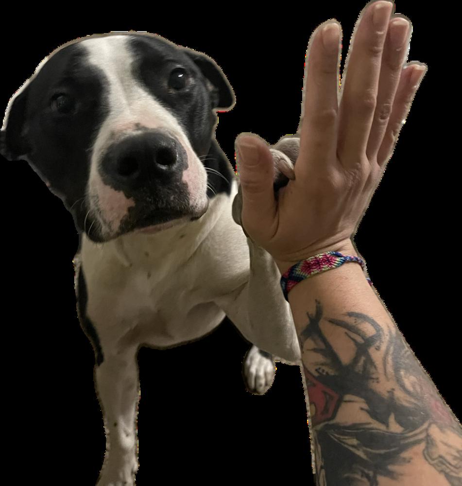 Enlarge Moo Moo, a Adoptable mixed breed in Orlando, FL image 6/6