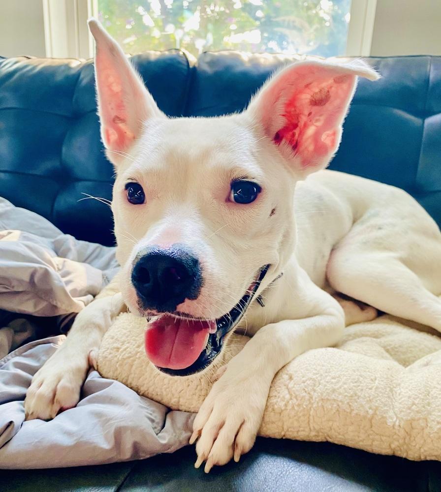 Enlarge Betty White, a Adoptable mixed breed in Hillsboro, OR image 2/6