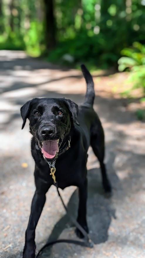 Enlarge Chase, a ADOPTABLE Black Labrador Retriever in Coquitlam, BC image 1/5