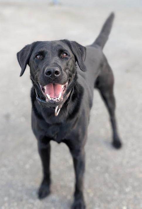 Chase, ADOPTABLE, Adult Male Black Labrador Retriever.