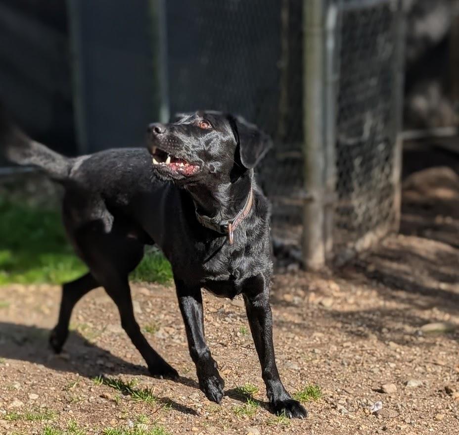 Enlarge Chase, a ADOPTABLE Black Labrador Retriever in Coquitlam, BC image 3/4