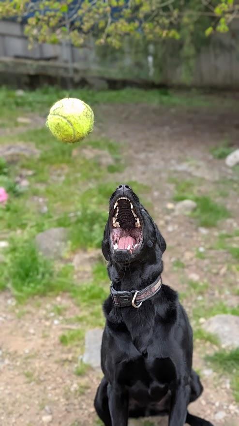 Enlarge Chase, a ADOPTABLE Black Labrador Retriever in Coquitlam, BC image 2/4