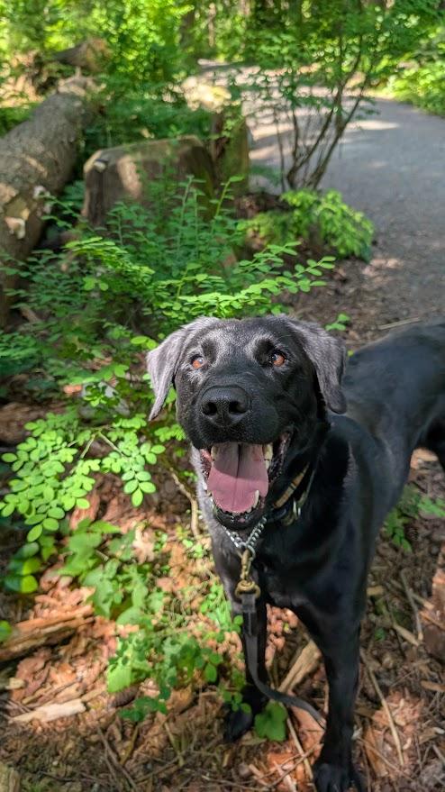 Enlarge Chase, a ADOPTABLE Black Labrador Retriever in Coquitlam, BC image 5/5