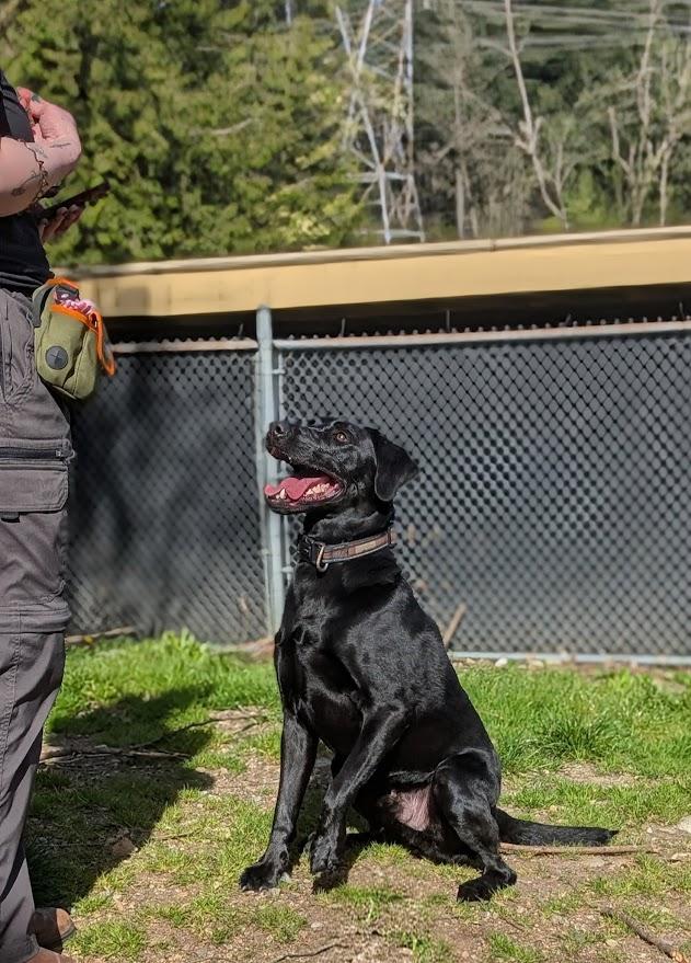 Enlarge Chase, a ADOPTABLE Black Labrador Retriever in Coquitlam, BC image 4/4