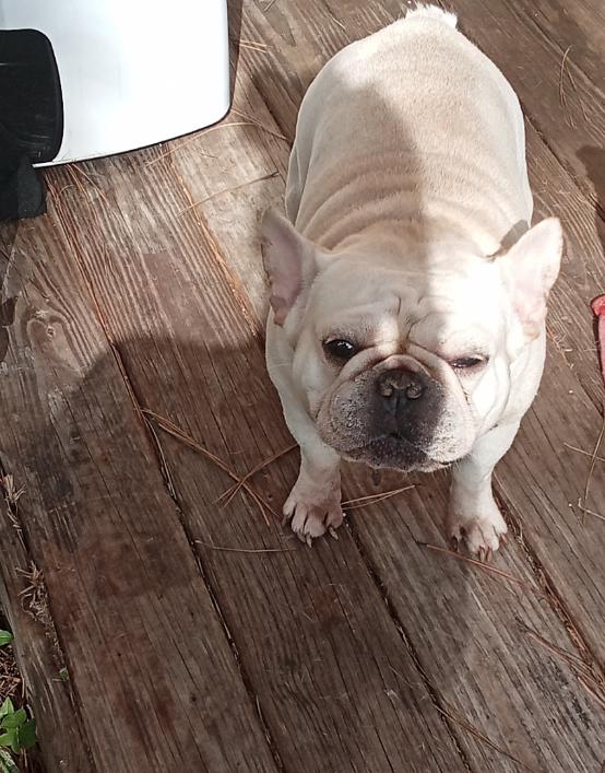 Luke, Adoptable, Adult Male French Bulldog.
