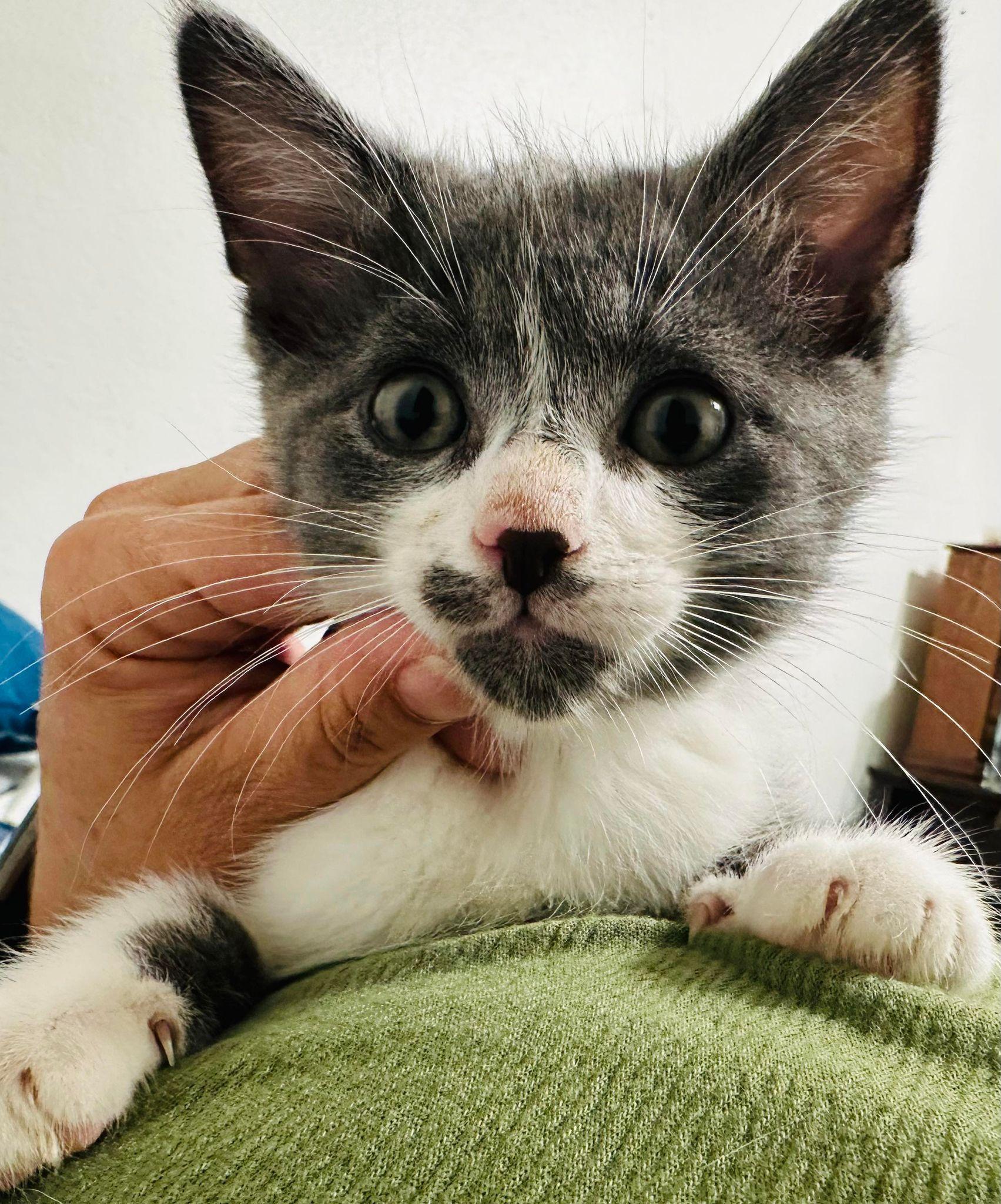 Enlarge Havoc, a Adopted Domestic Short Hair in Springfield, IL image 1/6