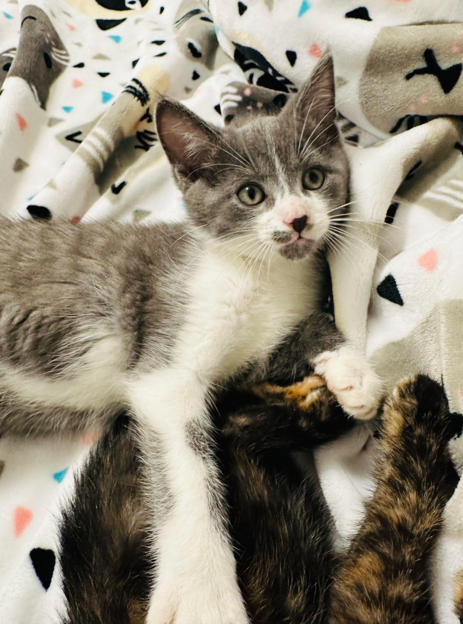 Enlarge Havoc, a Adopted Domestic Short Hair in Springfield, IL image 2/6