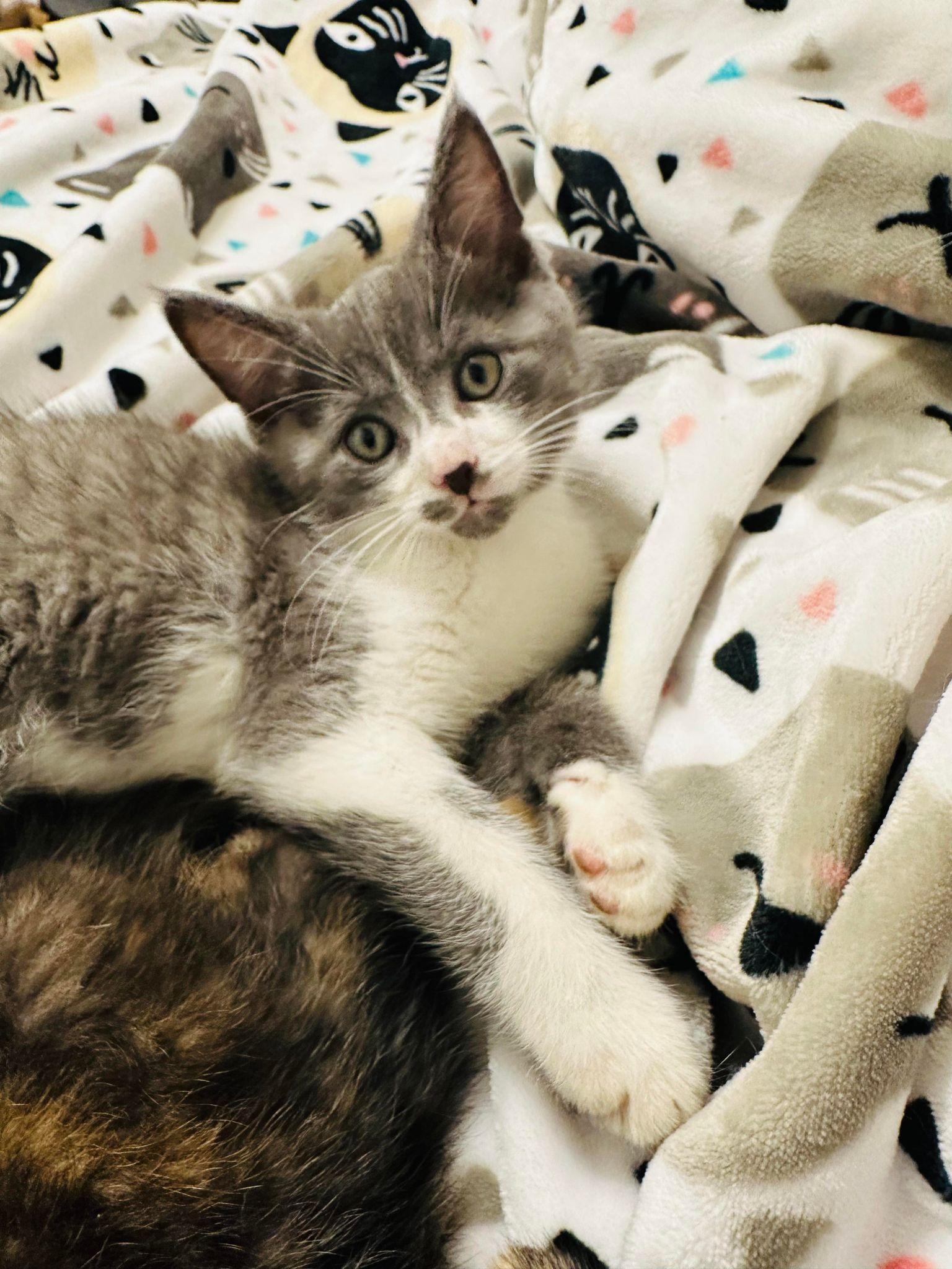 Enlarge Havoc, a Adopted Domestic Short Hair in Springfield, IL image 4/6