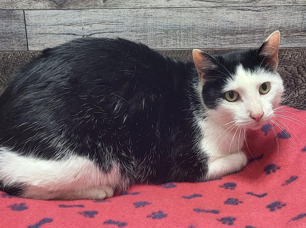 Oliver, Adoptable, Adult Male Domestic Short Hair.