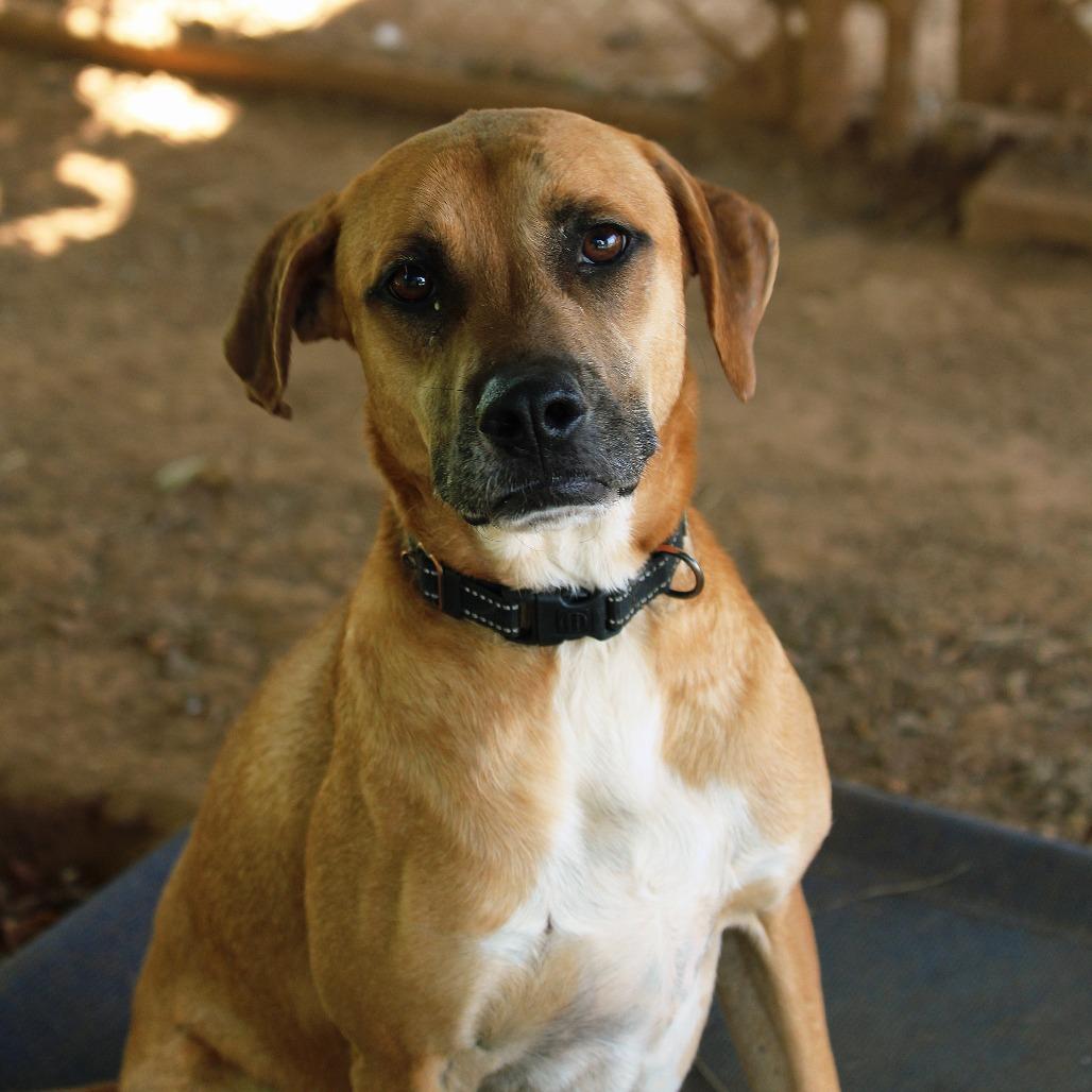 Bear, Adoptable, Adult Male Mixed Breed.