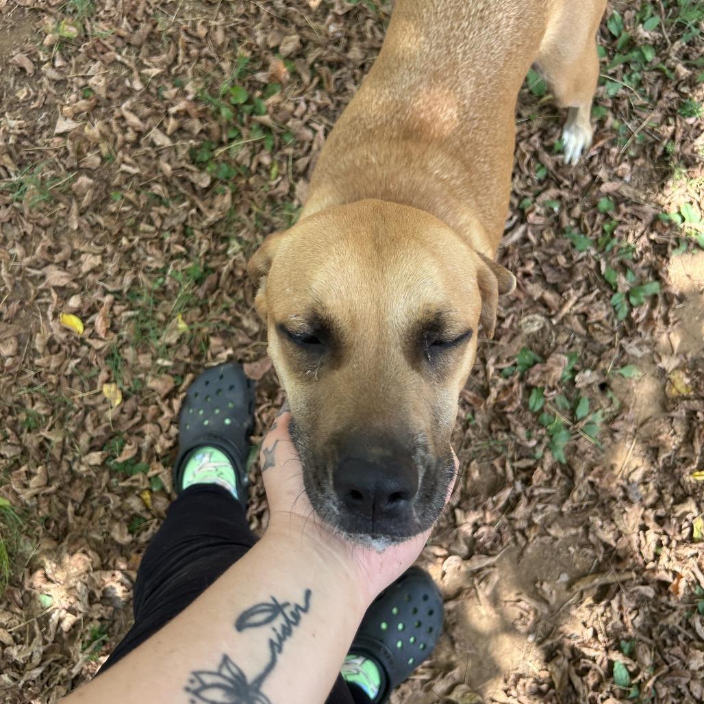 Bear, a Adoptable Mixed Breed in Huntsville, AL image 2/6
