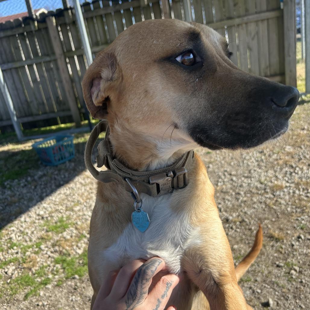 Bear, a Adoptable Mixed Breed in Huntsville, AL image 3/6