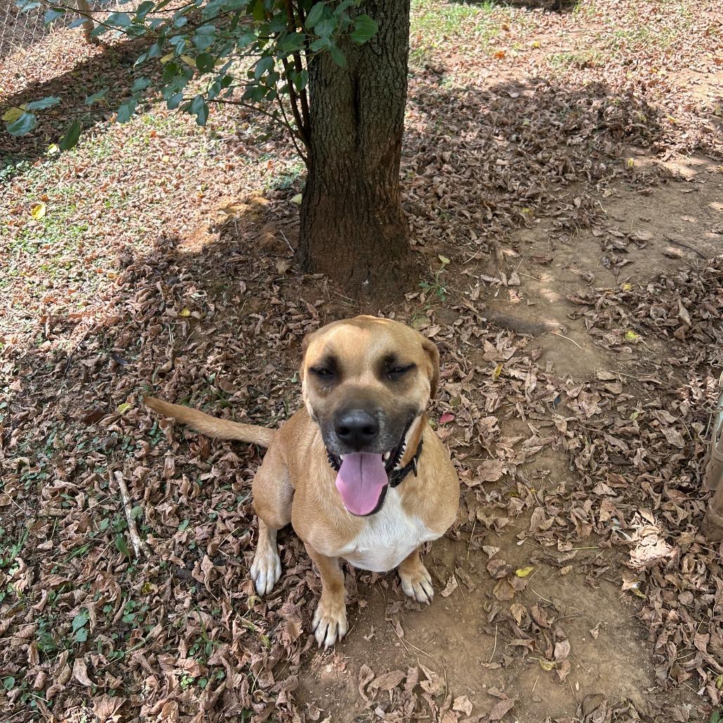 Bear, a Adoptable Mixed Breed in Huntsville, AL image 5/6