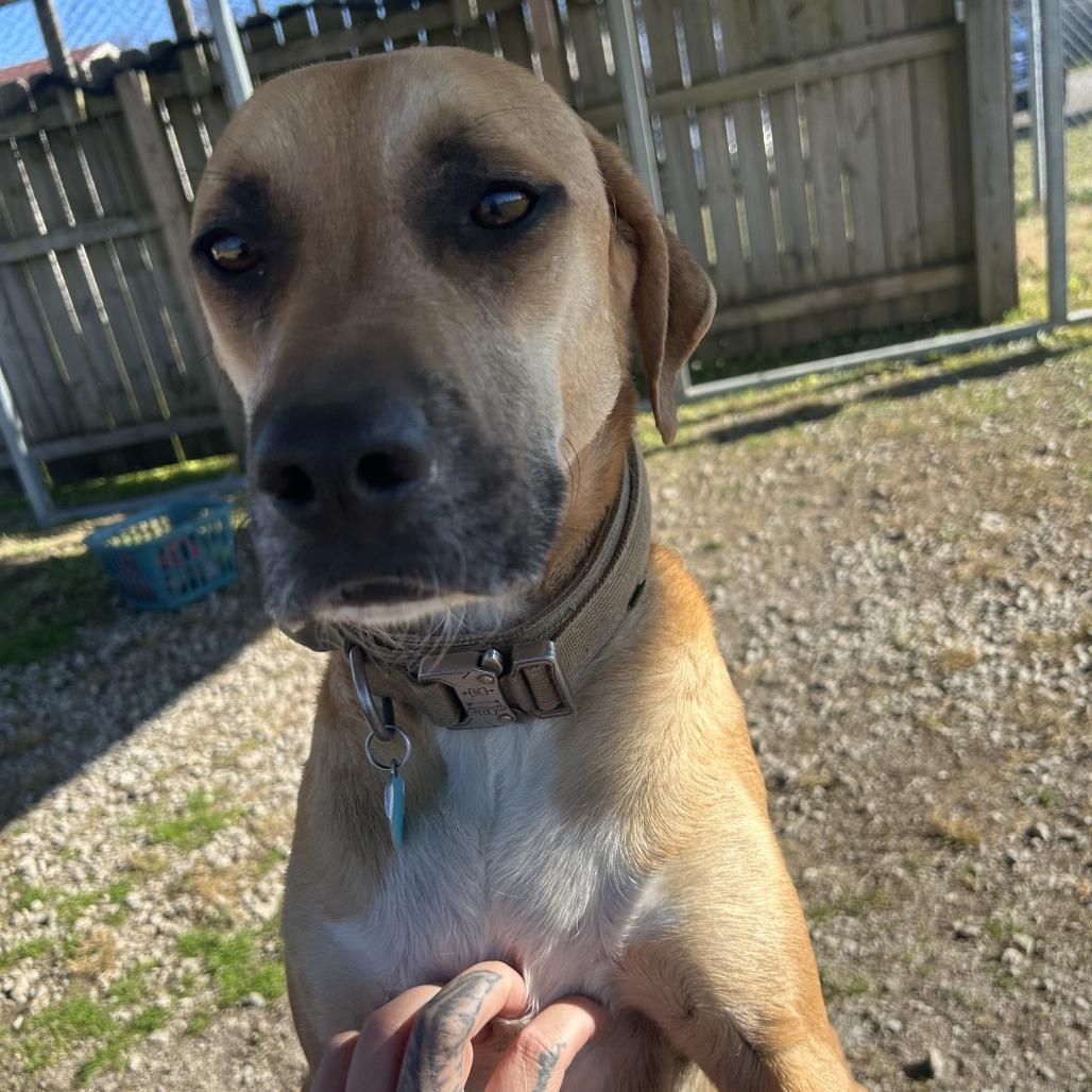 Bear, a Adoptable Mixed Breed in Huntsville, AL image 6/6
