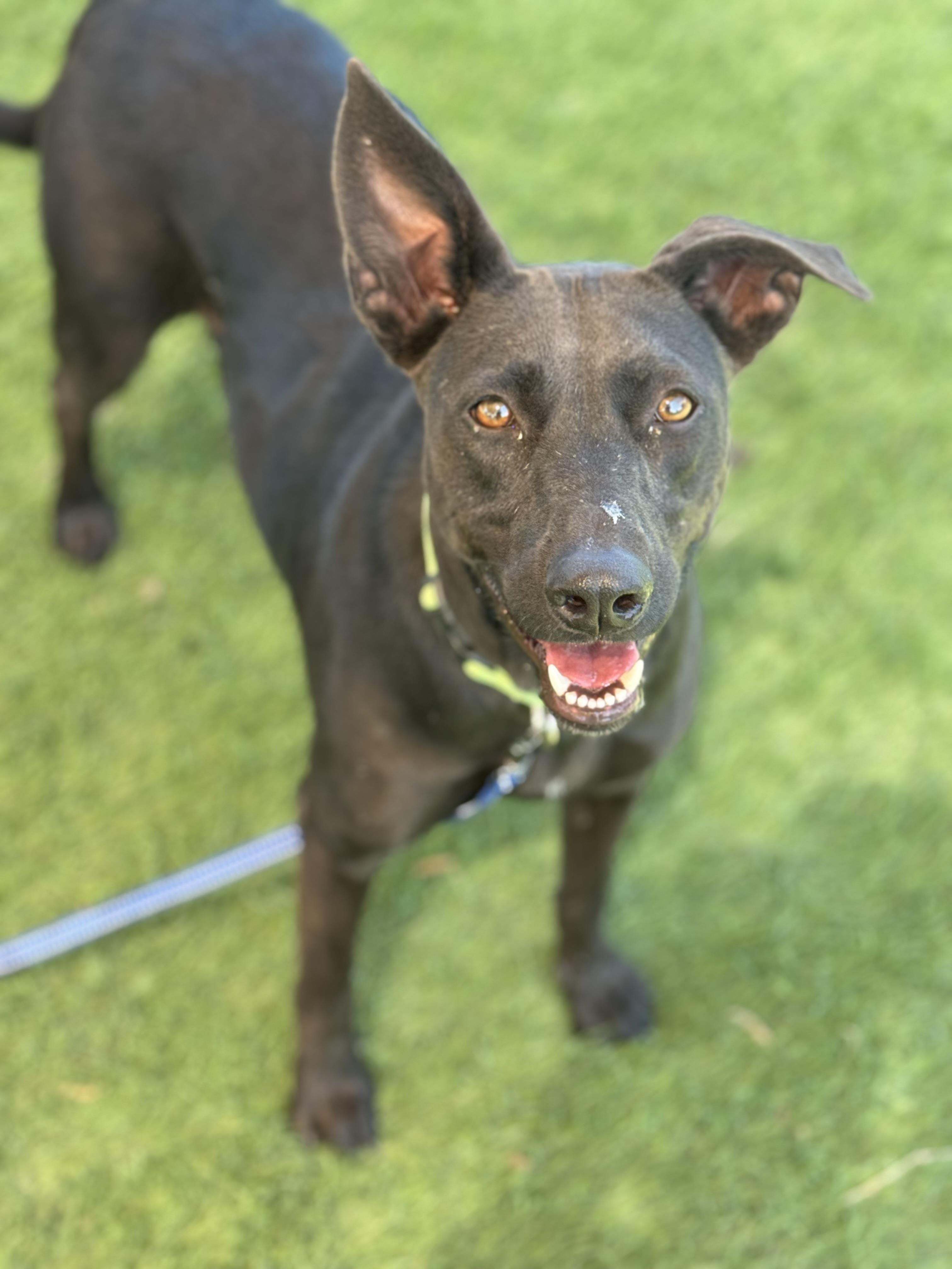 Cleopatra, a Adoptable mixed breed in Williston, VT image 1/5