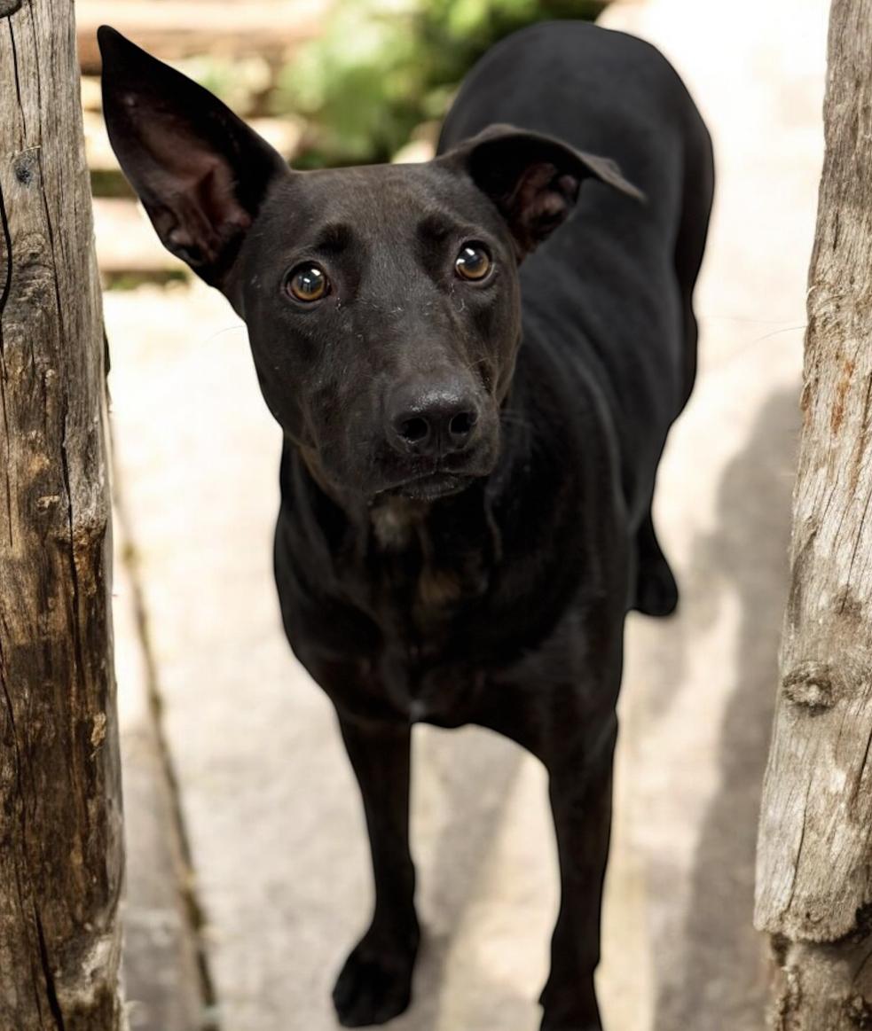 Cleopatra, a Adoptable mixed breed in Williston, VT image 2/5