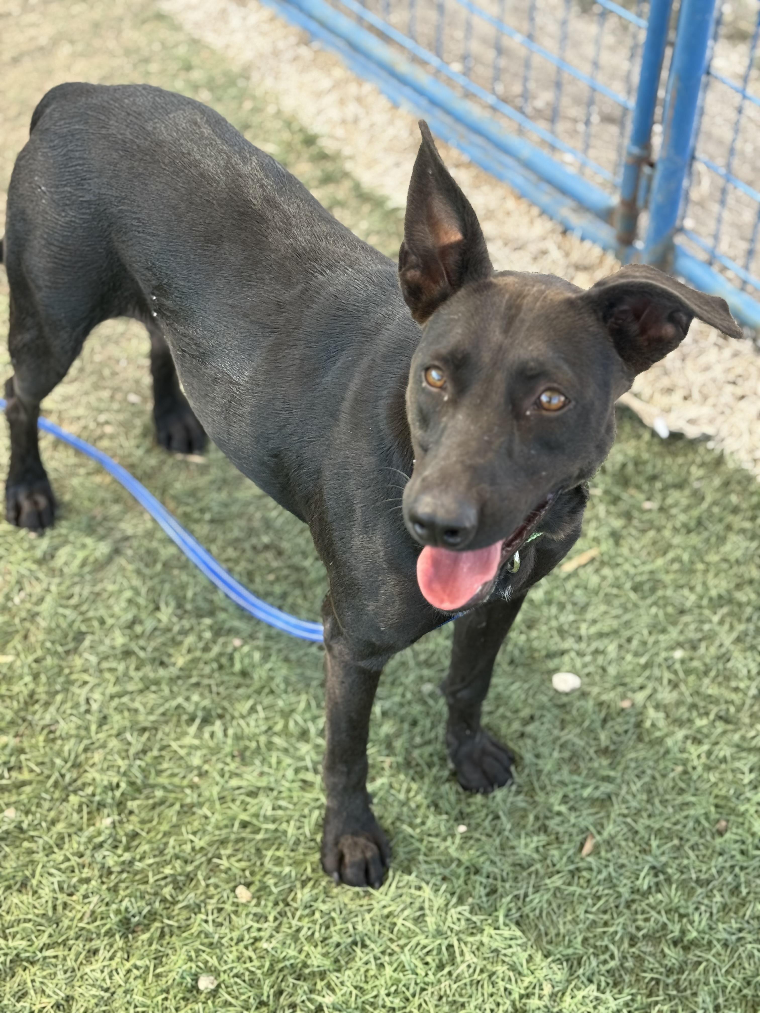 Cleopatra, a Adoptable mixed breed in Williston, VT image 3/5