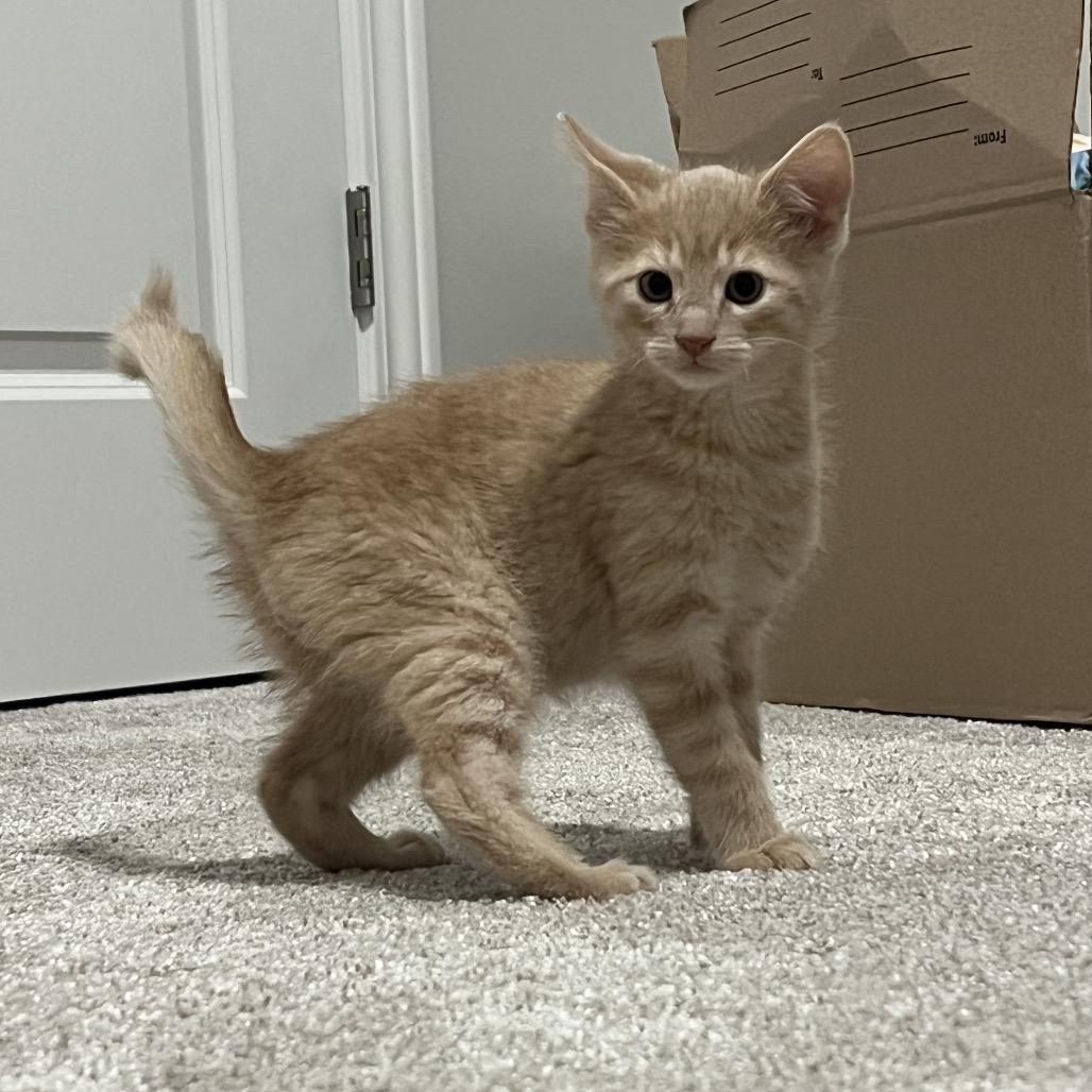 Enlarge Apricot, a Adoptable Domestic Short Hair in West Des Moines, IA image 1/1